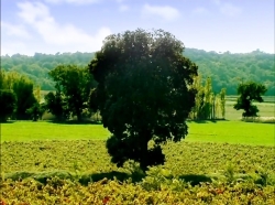 خیلی خیلی کوچک (1) (رقابتی بر سر آب نبات صورتی)